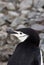 Close up of a chinstrap penguin in Antarctica