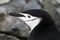 Close up of a chinstrap penguin in Antarctica