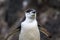 Close up of Chinstrap penguin in the rain, Aitcho Islands, South Shetland Islands, Antarctica