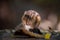 Close up chipmunk eating rice in natural forest setting