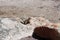 Close up of a chipmunk on a rock on a Colorado hiking trail