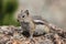 Close up of chipmunk sitting on rock