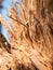 close up of chipped split wooden branch texture sharp splinters