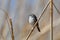 Close up of a Chipping sparrow bird on a twig