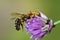 Close-up of a chive flower on which a honeybee is catched