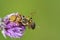 Close-up of a chive flower on which a honeybee was chased