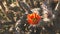 Close up of a cholla cactus flower