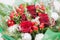 Close-up of Christmas bouquet with flowers and spruce with snow.