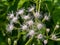 Close up Christmas bush flower