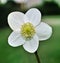 Close-up of a Christmas rose or black hellebore -