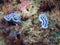 A close up of a Chromodoris willani nudibranch