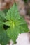 Close up Chromolaena odorata  leaf.Common names include Siam weed,Christmas bush,devil weed, common floss flower.