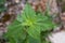 Close up Chromolaena odorata  leaf.Common names include Siam weed,Christmas bush,devil weed, common floss flower.