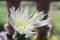 Close up chrysanthemum white