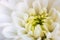 Close up chrysanthemum white Flower with yellow center and blurred petals on edges. Horizontal. Fresh beautiful crown daisy as