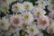 Close up of chrysanthemums flowers blooming in the garden