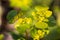 Close-up of Chrysosplenium alternifolium, alternate-leaved golden-saxifrage