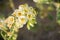 Close up of Chylismia claviformis browneyes or brown-eyed primrose wildflowers, Anza Borrego Desert State Park, California