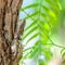 Close up of Cicada camouflaged on an tree, Crete