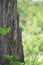 Close up of Cicada camouflaged on an tree, Crete