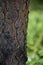 Close up of Cicada camouflaged on an tree, Crete