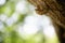 Close up of Cicada exuvia exoskeleton on tree with green nature bokeh