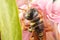 Close up of a Cicada Killer on Milkweed Flowers
