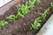 Close up of cilantro coriander seedlings, sprouting as microgreens, in a row, in a garden planter, using compost soil