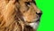 Close-up Cinemagraph of male lion with green background