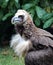 Close up of a Cinereous Vulture