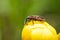 Close-up cinnamon bug or black and red squash bug on yellow globeflower. It looks very unusual on yellow green background. It is