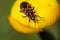 Close-up cinnamon bug or black and red squash bug on yellow globeflower. It looks very unusual on yellow green background. It is