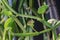 Close up Cissus quadrangularis herb plant.Commonly known as Veldt grape,devil`s backbone,adamant creeper,asthisamharaka or hadjod.