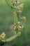 Close up Cissus quadrangularis herb plant.Commonly known as Veldt grape,devil`s backbone,adamant creeper,asthisamharaka or hadjod.