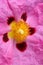 Close up of a cistus flower