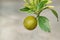 Close-up of Citrus japonica Thunb, small citrus fruit with stripe leaves and used for decorating in the garden