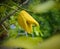 Close up of citrus plant called Buddha\'s Hand in