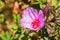 Close up of Clarkia Rubicunda Farewell to spring