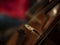 Close-up on classical string instruments - Double bass - Side view - Depth of field