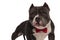 Close up of classy american bully wearing red bowtie