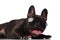 Close up of classy french bulldog with sunglasses lying