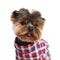 Close up of classy yorkshire terrier looking to side