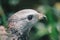 Close up claw of Oriental honey buzzard Pernis ptilorhynchus, bird of prey.