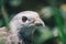 Close up claw of Oriental honey buzzard Pernis ptilorhynchus, bird of prey.