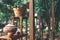 Close-up Clay pot and Auspicious leaves and Terracotta Plant Pots