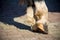 Close Up Of Clear Hooves Of A Standing Horse