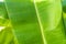 Close up cleary Banana leaf pattern with earmark and flaw at the rim of leaf for any graphic background