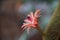 Close-up of cleistocactus winteri flower, also known as monkey tail cactus, golden rat tail,