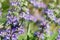 Close up of Cleveland sage Salvia clevelandii flower clusters in spring, California