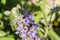 Close up of Cleveland sage Salvia clevelandii flowers in spring, California; shallow depth of field